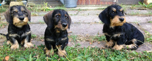 Amadeus, Adelheid und Anoure hier noch ganz jung