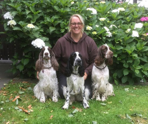 1 Show Pics 2018 English Springer Spaniel Von Kicejara