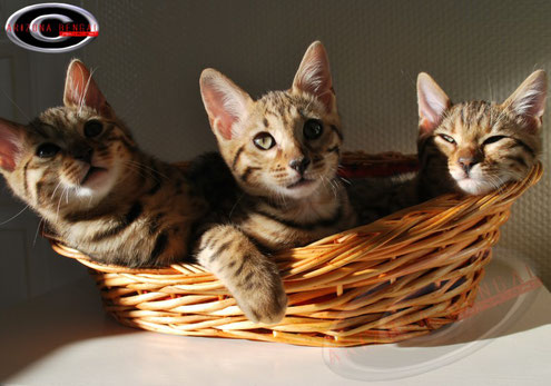 3 chatons bengal d'Arizona Bengal