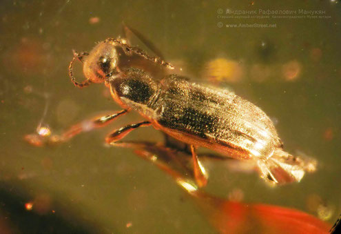 Инклюзы в янтаре: Coleoptera, Anthicidae 