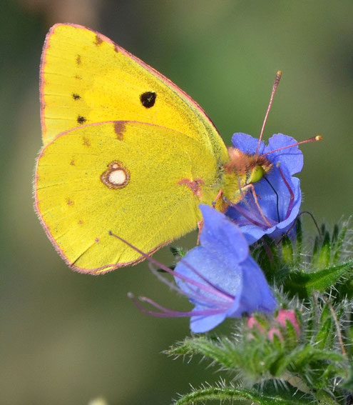 Clouded Yellow Butterfly