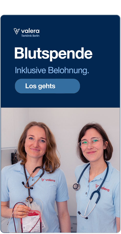 09. Tierklinik Berlin Platz 1 Google – Referenz digitalgrafik24 Marketingagentur