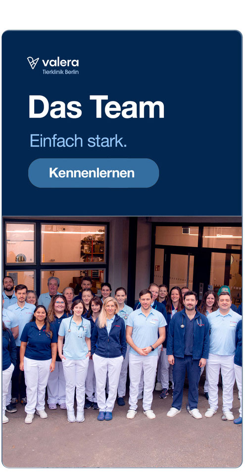 07. Berlins größte Tierklinik – Marketing und SEO von digitalgrafik24