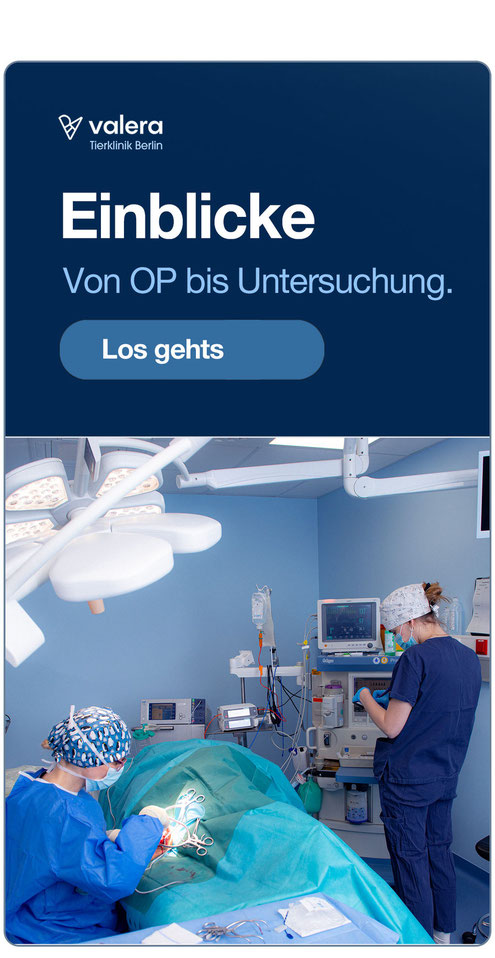 08. Valera Tierklinik Berlin – 300% Wachstum durch professionelles Tierklinik Marketing