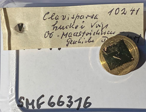 Senckenberg, Bryozoa, Bryozoen, Moostierchen, Sammlung Voigt