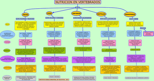 MAPA NUTRICIÓN EN VERTEBRADOS