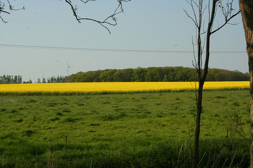  Auf diesem Rapsfeld fand in der Schonzeit das Schwanenmassaker von Rügen statt. Wie auf dem Foto  zu sehen ist, WURDE KEIN SCHADEN VON HÖCKERSCHWÄNEN HINTERLASSEN. 