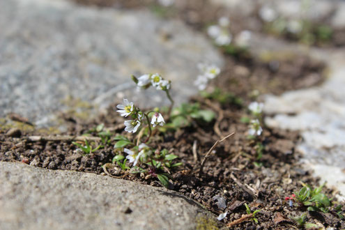Frühes Frühlingshungerblümchen (Foto chb)