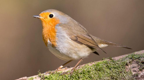 Rotkehlchen (Foto: Michael Gerber, BirdLife)