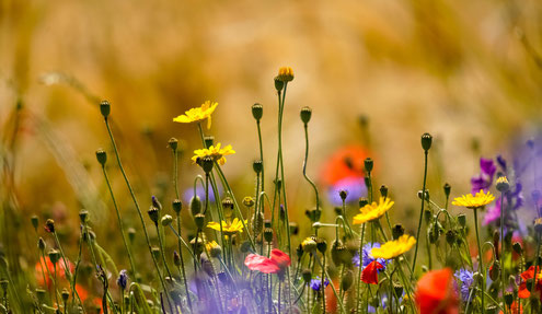 Bienenwiese