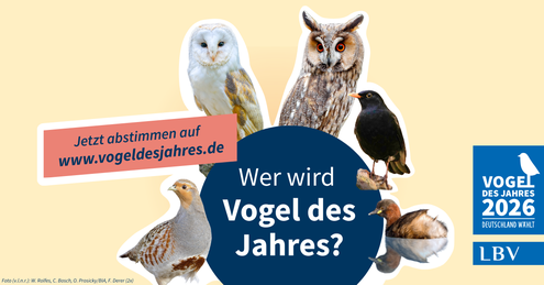 Amsel: Frank Derer; Rebhuhn: Willi Rolfes; Schleiereule: Christoph Bosch; Waldohreule: Ondrej Prosicky/BIA; Zwergtaucher: Frank Derer