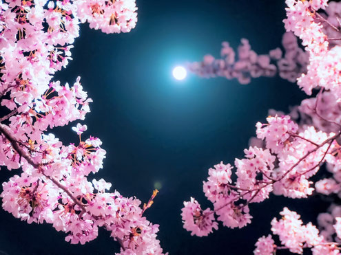 ４月　桜　月　夜桜　夜月