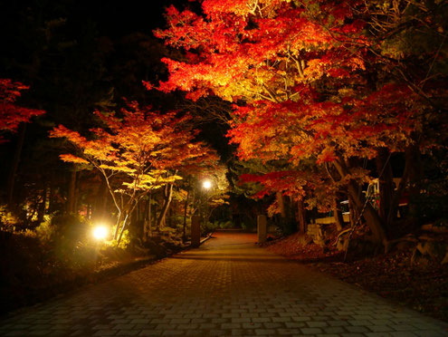 11月のイメージ　紅葉　
