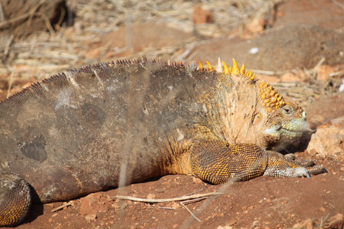 ECUADORline bietet Reisen nach Galapagos