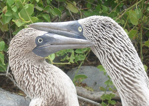 Hochzeitsreisen zu den Galapagos Inseln