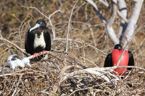 Inselhüpfen auf den Galapagos Inseln: Insel Nord Seymour