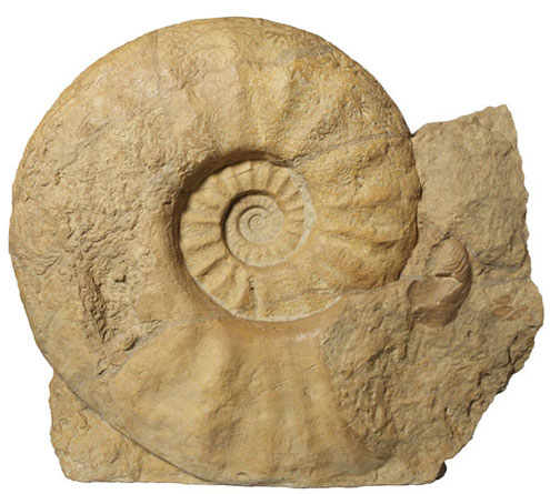 Parapuzosia seppenradensis, 1,80 mts. de diámetro