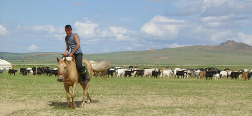 Ziegenherde in der Mongolei, aufgenommen von ritsch-ratsch
