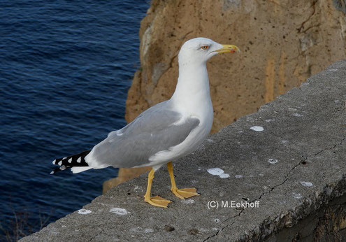 Mittelmeermöwe (Larus michahellis) Adulter Vogel, Küste von Catania (Sizilien) [Oktober]