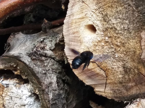Blaue Holzbiene Dielowiss Webseite