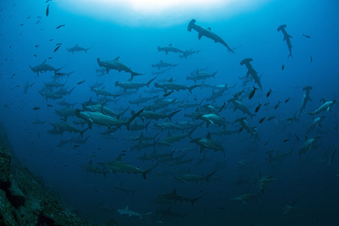 Galapagos Shark Diving - big school of hammerhead sharks at Darwin Arch