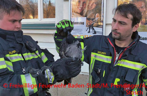 Feuerwehr; Blaulicht; FF Baden; Krähe in Not;