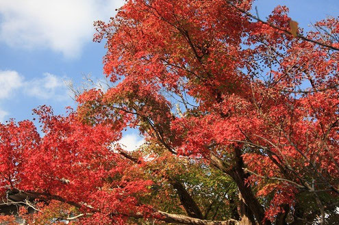 秋の法要の際の紅葉
