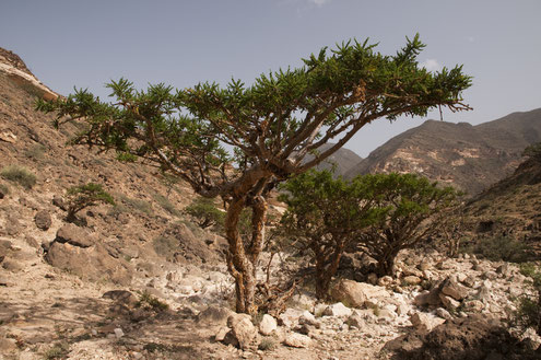 Weihrauch war in biblischen Zeit der kostbarste Exportartikel des Oman