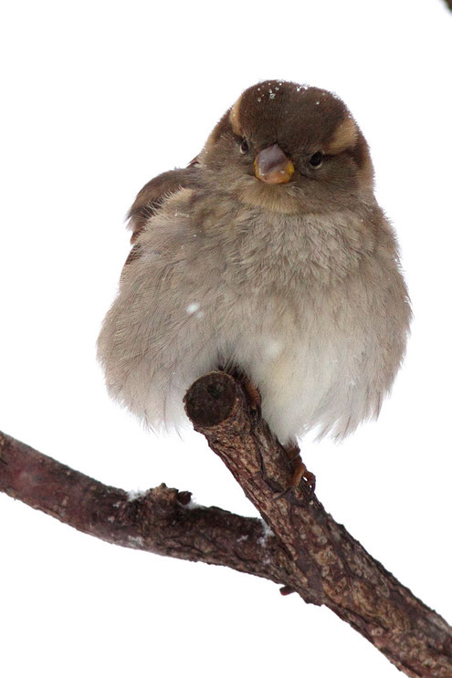 Dick aufgeplustert trotzt dieses Haussperlingsweibchen der winterlichen Kälte - BI-Theesen 2009