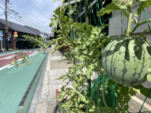多治見市,本町,オリベストリート,オリベ空中すいか,空中栽培,小玉すいか,織部,美濃焼,駐車場,マルシェ,イベント 陶器祭り,とうきまつり,蔵,陶器,レンタルスペース, イベント,ロケ地 着物 千華咲庵 レンタルルーム 貸しスペース