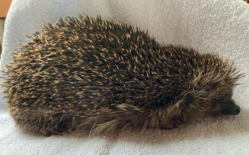 Igel