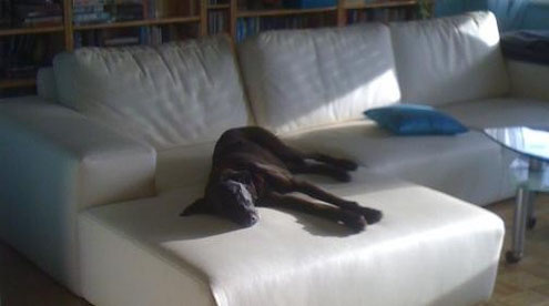 Der Rem Schlaf Wenn Hunde Traumen Teamplaydogs Hier Dreht