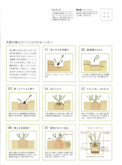 12月 １月のお手入れのポイント 湘南バラ会のページです
