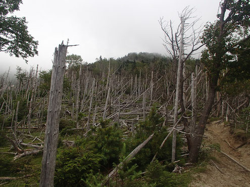 賽の河原の先の立ち枯れ