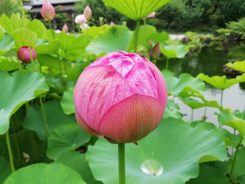 駒木野庭園　ハスの蕾