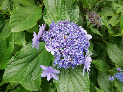 駒木野庭園　アジサイ「伊豆の華」