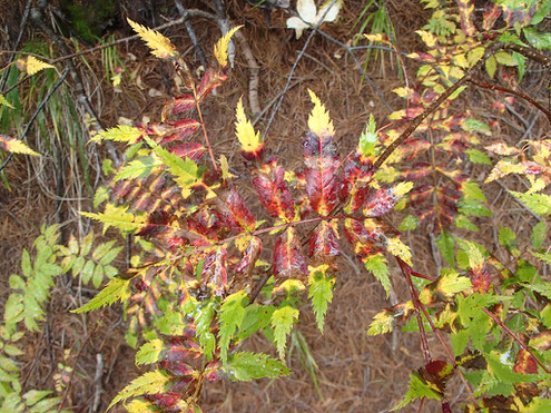 ウラジロナナカマドの紅葉