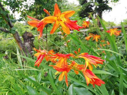 駒木野庭園　ヒメヒオウギズイセン