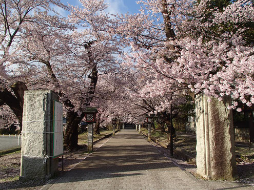 弥彦公園の桜