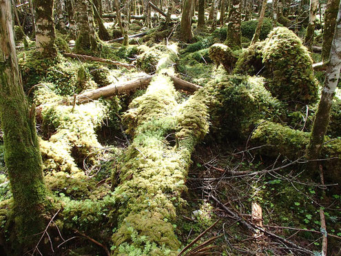 苔に覆われた倒木