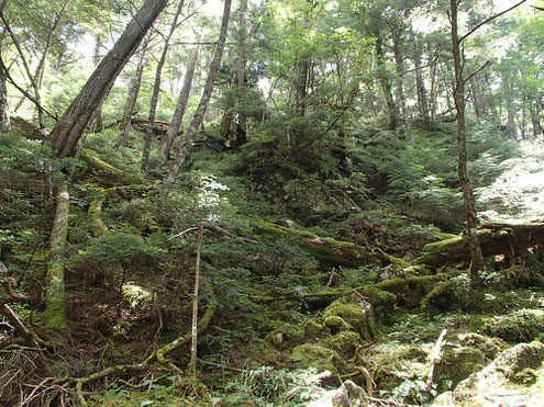 飛龍山西面の苔