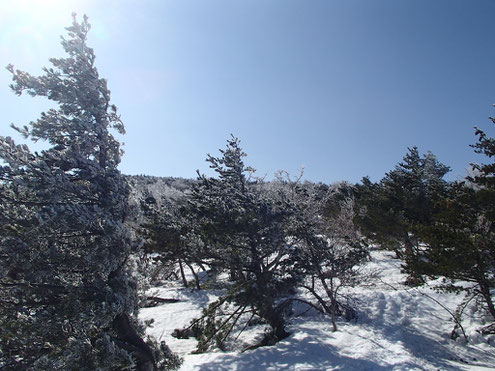 五葉松に樹氷