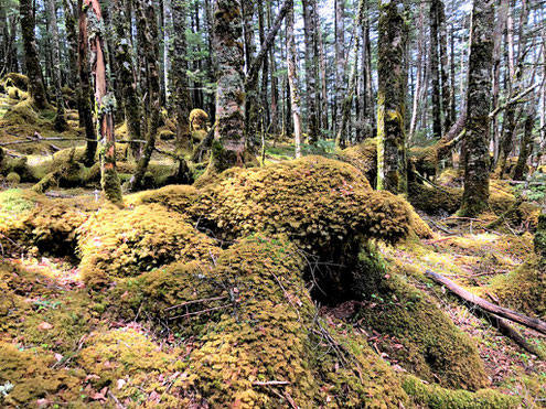 苔の森