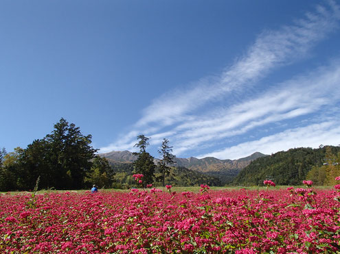 赤ソバ畑と御嶽山