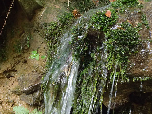 苔と水