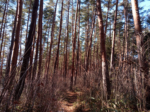 比叡ノ山 赤松林