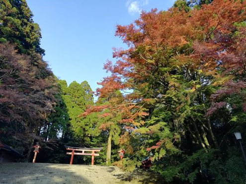 霧島神宮の紅葉