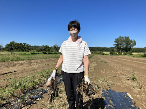 札幌保健医療大学の松川典子教授とビーツの収穫