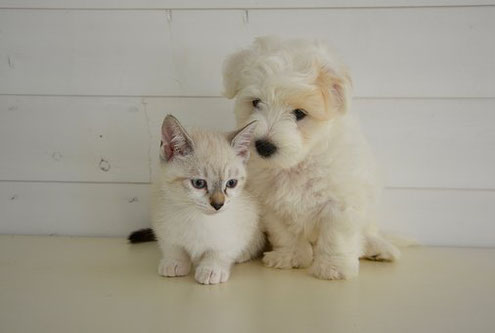 No 13犬猫の好きな色とにおい 八王子 ペットシッター アカマツ No 13犬猫の好きな色とにおい 八王子 ペットシッター アカマツ