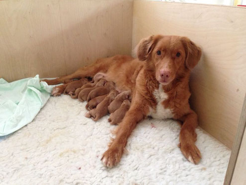 Hundezüchter Welpenkauf 